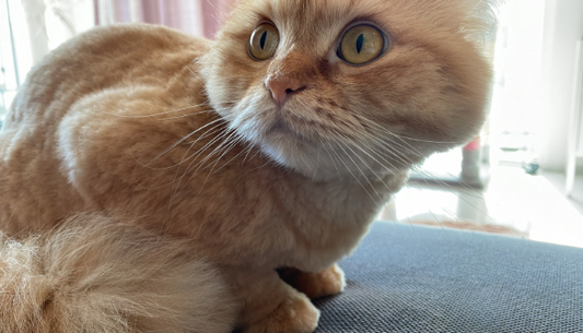 "The Clawful Truth: Cats vs. Couches - A Scratchy Love Affair" ๐พ