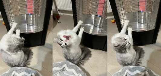 "Tale Old as Time: Furry Romance between Cats & Heaters"๐งกโ๏ธ