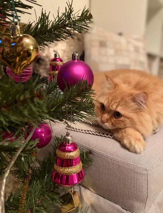 "Purr-fectly Festive: The Unspoken Love Story Between Cats & Christmas Trees" 🎄