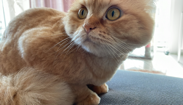 "The Clawful Truth: Cats vs. Couches - A Scratchy Love Affair" 🐾